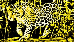 Jaguaress